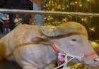 Social Media पर Viral हुई 'Trump' भैंसे की कहानी, Eid पर कुर्बान होने से बचाकर Zoo भेजा