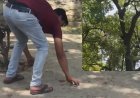 बंदर ने उड़ाया 2 लाख रुपए का बैग, पेड़ पर बैठकर बरसाने लगा नोट, कचहरी में मच गया हड़कंप