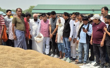 किच्छा,50 हजार मीट्रिक टन की गेहूं क्रय सीमा निर्धारित