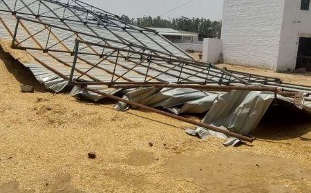 सिरसा के नाथुसरी चौपटा में आंधी का प्रकोप:गौशाला में दो शेड टूटे और एक मकान की छत गिरी, गाय बाल-बाल बचीं