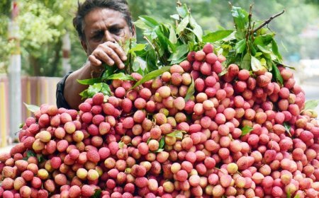 बिहार के लीची किसानों को बड़ी राहत: 'स्टिंक बग' के हमले की जांच के लिए केंद्र ने बनाया एक्सपर्ट टास्क फोर्स