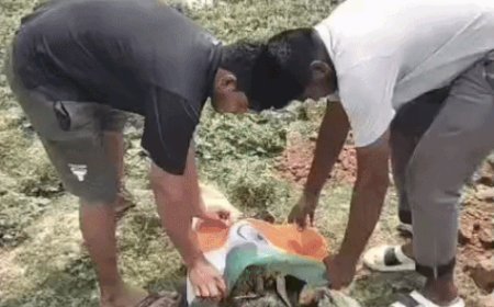 भिवानी में करंट लगने से मोर की मौत:बिजली के तारों में उलझा, गोरक्षा दल की टीम ने तिरंगे में लिपेटकर दफनाया