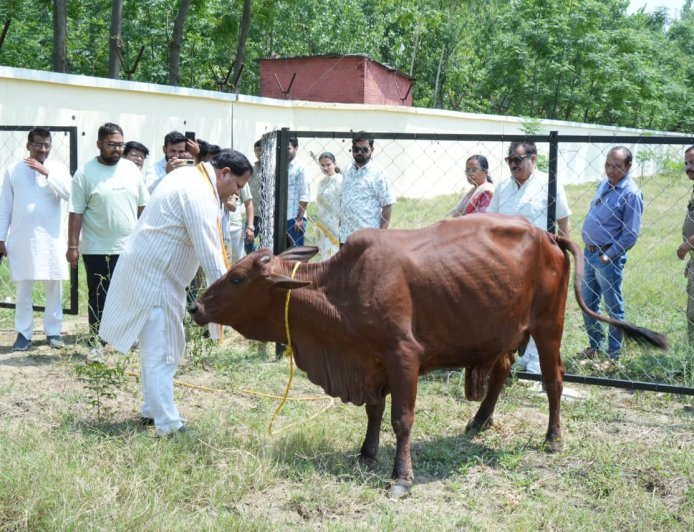 रुद्रपुर की सड़कों को आवारा पशुओं से मुक्त करने के लिए नगर निगम ने शुरू किया अभियान