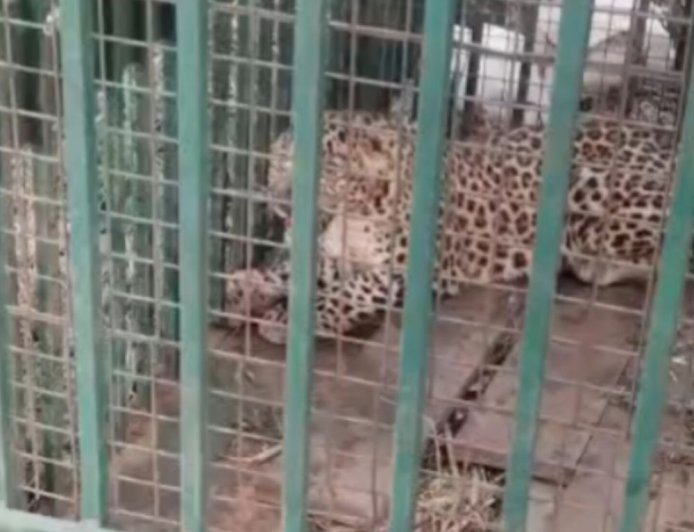 मुर्गियों के लालच में पिंजरे में फंसा तेंदुए का शावक:चांदपुर में वन विभाग ने किया रेस्क्यू, लोगों की भीड़ बढ़ने से बेचैन दिखा