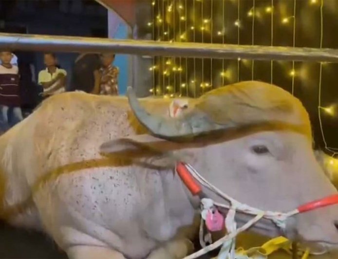 Social Media पर Viral हुई 'Trump' भैंसे की कहानी, Eid पर कुर्बान होने से बचाकर Zoo भेजा