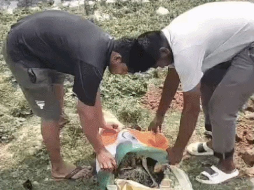 भिवानी में करंट लगने से मोर की मौत:बिजली के तारों में उलझा, गोरक्षा दल की टीम ने तिरंगे में लिपेटकर दफनाया
