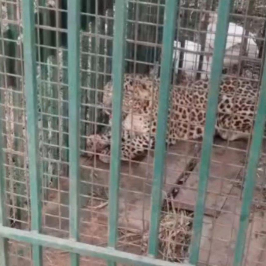 मुर्गियों के लालच में पिंजरे में फंसा तेंदुए का शावक:चांदपुर में वन विभाग ने किया रेस्क्यू, लोगों की भीड़ बढ़ने से बेचैन दिखा