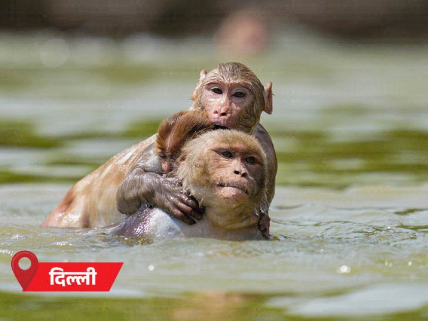 मानसून अगले हफ्ते केरलम पहुंचेगा, रफ्तार कम रहेगी:पूरे देश को देरी से कवर करेगा; MP-राजस्थान समेत 10 राज्यों में अगले 7 दिन हीटवेव अलर्ट