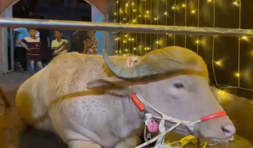 Social Media पर Viral हुई 'Trump' भैंसे की कहानी, Eid पर कुर्बान होने से बचाकर Zoo भेजा