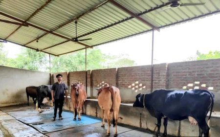योगी सरकार की योजना से बदली किस्मत, डेयरी से सालाना हो रही 20 लाख की कमाई