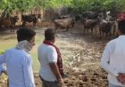 मवेशियों को सड़क पर छोड़ने पर होगा एक्शन:पहली बार में लगेगा जुर्माना; अब तक 6 लाख का जुर्माना वसूल चुके