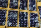 NCB Mumbai का Interstate Drug Network पर बड़ा एक्शन, Gujarat से Mumbai तक फैला था अवैध कारोबार