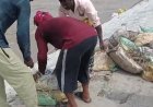 बिजनौर में गंगा तटबंध का हिस्सा धंसा:तेज धारा से हुआ नुकसान, सिंचाई विभाग ने शुरू किया बचाव कार्य