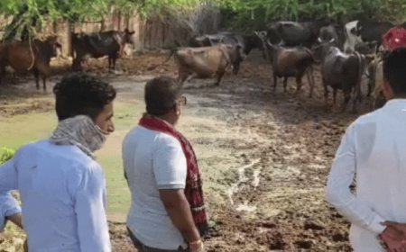 मवेशियों को सड़क पर छोड़ने पर होगा एक्शन:पहली बार में लगेगा जुर्माना; अब तक 6 लाख का जुर्माना वसूल चुके
