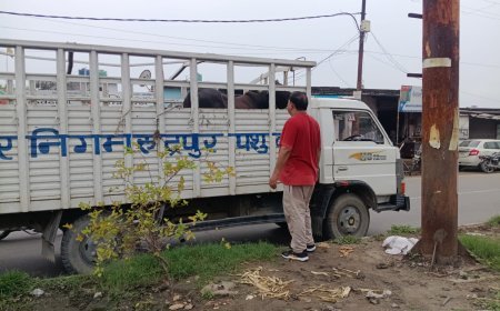आवारा पशुओं को गौशाला भेजने के लिए शुरू हुआ विशेष अभियान