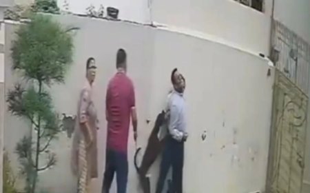 पटियाला में किराए का घर देखने गए दंपति पर पिटबुल का हमला, पत्नी की सर्जरी,  CCTV वीडियो वायरल