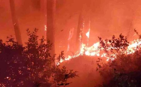 शरीर के हर अंग को प्रभावित करता है जंगल की आग का धुआं