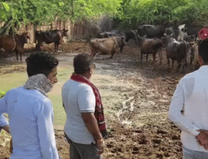 मवेशियों को सड़क पर छोड़ने पर होगा एक्शन:पहली बार में लगेगा जुर्माना; अब तक 6 लाख का जुर्माना वसूल चुके