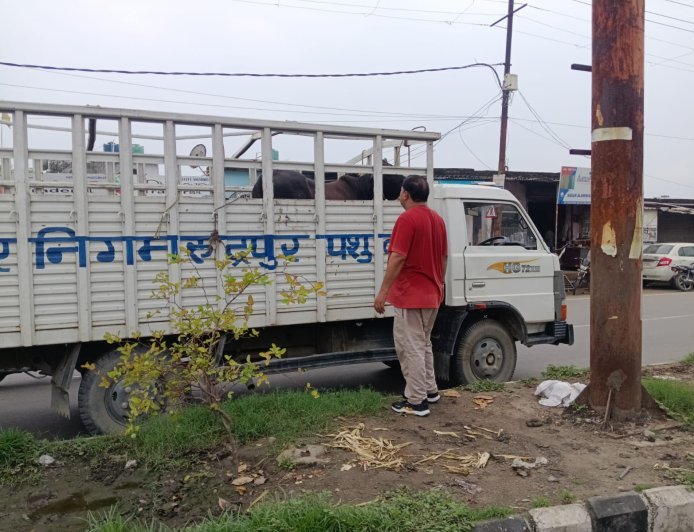 आवारा पशुओं को गौशाला भेजने के लिए शुरू हुआ विशेष अभियान
