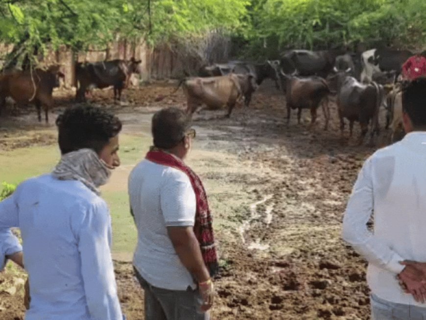 मवेशियों को सड़क पर छोड़ने पर होगा एक्शन:पहली बार में लगेगा जुर्माना; अब तक 6 लाख का जुर्माना वसूल चुके
