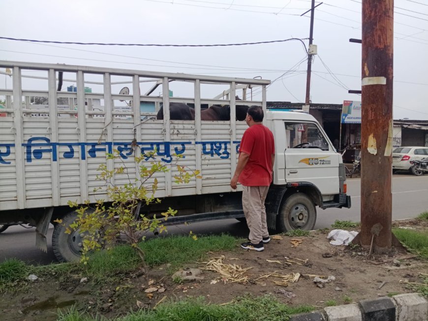 आवारा पशुओं को गौशाला भेजने के लिए शुरू हुआ विशेष अभियान