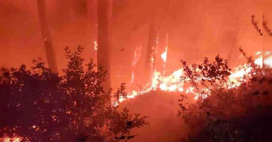 शरीर के हर अंग को प्रभावित करता है जंगल की आग का धुआं
